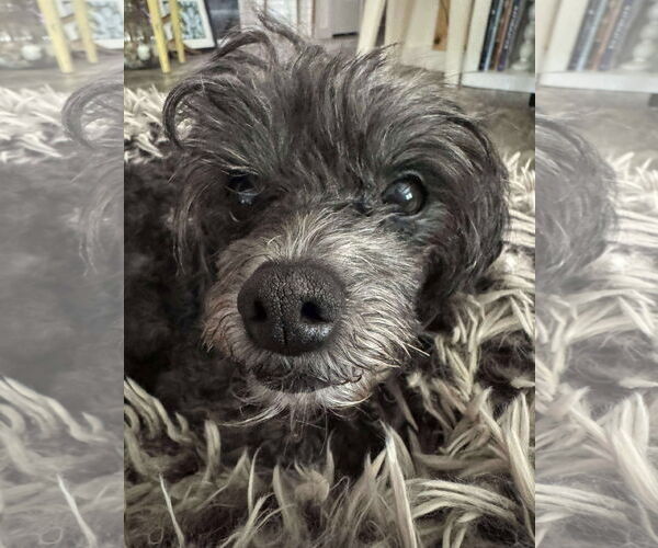 Medium Photo #1 Poodle (Miniature)-Unknown Mix Puppy For Sale in Mount Pleasant, SC, USA