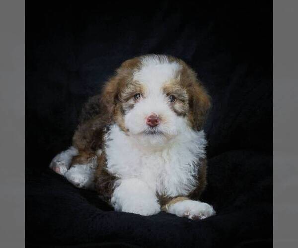 Medium Photo #9 Bernedoodle-Poodle (Miniature) Mix Puppy For Sale in DALTON, OH, USA