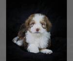Small Photo #9 Bernedoodle-Poodle (Miniature) Mix Puppy For Sale in DALTON, OH, USA