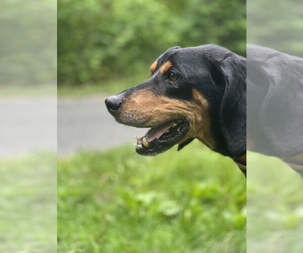 Medium Photo #6 Mutt Puppy For Sale in Elmsford, NY, USA