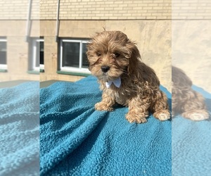 Cavapoo Puppy for sale in RANDOLPH, MA, USA
