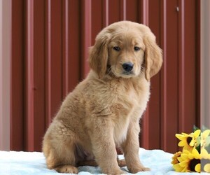 Goldendoodle Puppy for sale in FREDERICKSBG, OH, USA