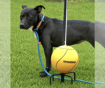 Small Photo #5 Labrador Retriever-Unknown Mix Puppy For Sale in Rockville, MD, USA