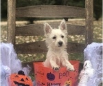 Small Photo #7 West Highland White Terrier Puppy For Sale in MALVERN, AR, USA