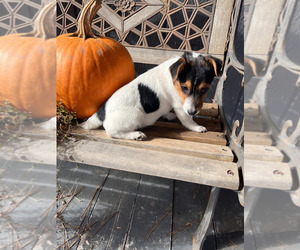 Jack Russell Terrier Puppy for sale in NASHVILLE, NC, USA