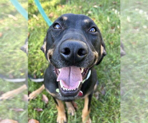 Medium Photo #6 Mutt Puppy For Sale in Forest, VA, USA