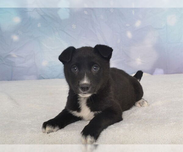 Medium Photo #1 Borador Puppy For Sale in Oroville, CA, USA