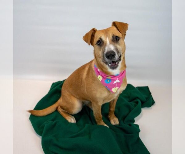 Medium Photo #6 Mutt Puppy For Sale in Kennesaw, GA, USA