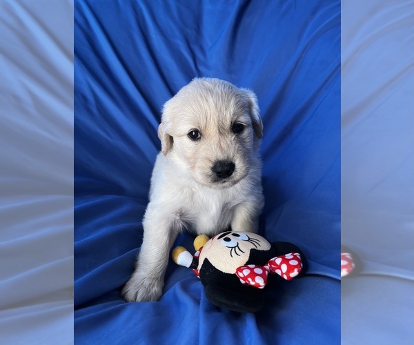 Medium Photo #1 Golden Labrador Puppy For Sale in LIVE OAK, FL, USA