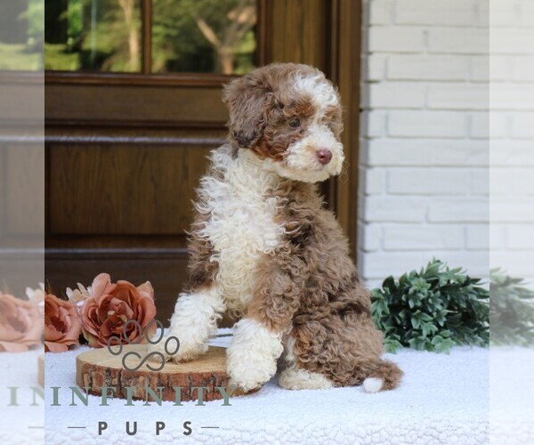 Medium Photo #2 Bernedoodle (Miniature) Puppy For Sale in NARVON, PA, USA