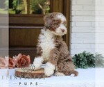 Small #1 Bernedoodle (Miniature)