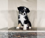 Small #2 Australian Shepherd