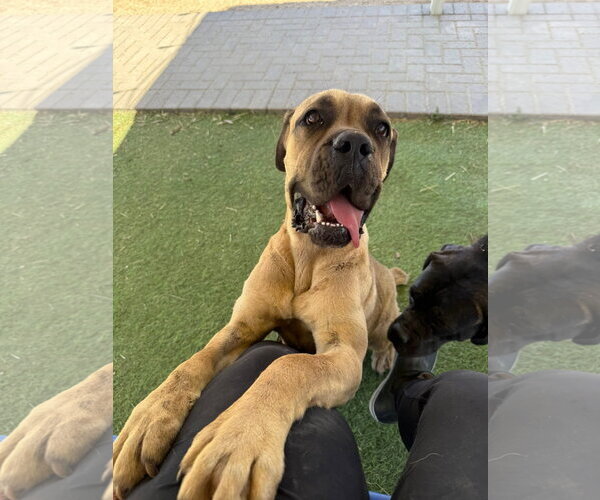 Medium Photo #4 Mutt Puppy For Sale in Goodyear, AZ, USA