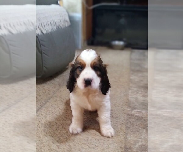 Medium Photo #5 English Springer Spaniel Puppy For Sale in GLEN SAINT MARY, FL, USA