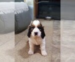 Small #4 English Springer Spaniel