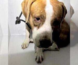 Mutt Dogs for adoption in Houston, TX, USA