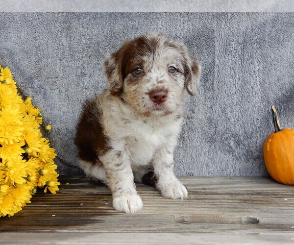 Medium Photo #3 Miniature Labradoodle Puppy For Sale in MILLERSBURG, OH, USA