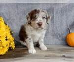 Small #2 Miniature Labradoodle