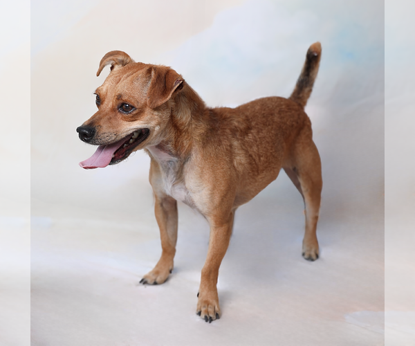 Medium Photo #3 Chihuahua-Unknown Mix Puppy For Sale in Pasadena, CA, USA