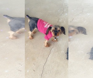 Yorkshire Terrier Dogs for adoption in HENDERSON, NV, USA