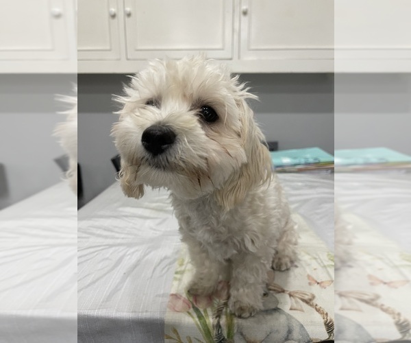Medium Photo #6 Maltipoo (Miniature) Puppy For Sale in PALMDALE, CA, USA