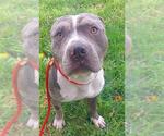 Small American Staffordshire Terrier Mix