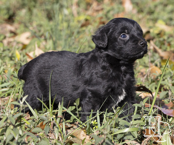 Medium Photo #1 Miniature Australian Shepherd-Poodle (Standard) Mix Puppy For Sale in ELLENBORO, NC, USA