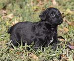 Small Photo #1 Miniature Australian Shepherd-Poodle (Standard) Mix Puppy For Sale in ELLENBORO, NC, USA