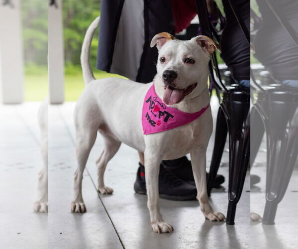 Medium Photo #4 Mutt Puppy For Sale in Hillsboro, NH, USA