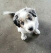 Small Photo #12 Border Collie Puppy For Sale in ROCK ISLAND, IL, USA