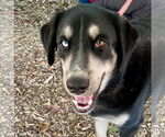Small #4 Labrador Retriever Mix