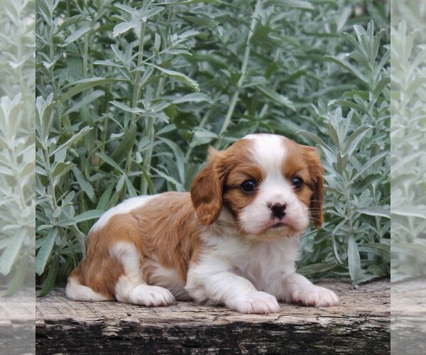 Medium Photo #3 Cavalier King Charles Spaniel Puppy For Sale in GAP, PA, USA