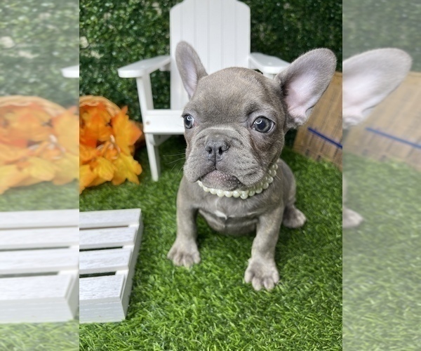 Medium Photo #26 French Bulldog Puppy For Sale in LOS ANGELES, CA, USA