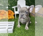 Small Photo #26 French Bulldog Puppy For Sale in LOS ANGELES, CA, USA