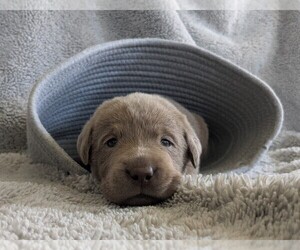 Labrador Retriever Puppy for sale in PALMYRA, VA, USA