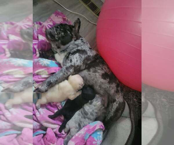 Medium Photo #1 French Bulldog Puppy For Sale in PINCKNEY, MI, USA