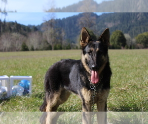 German Shepherd Dog Dog for Adoption in OAKLAND, Oregon USA
