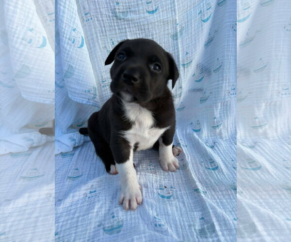 Medium Photo #5 American Staffordshire Terrier-Unknown Mix Puppy For Sale in Holly Springs, NC, USA