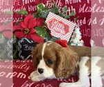 Small #3 Cavalier King Charles Spaniel
