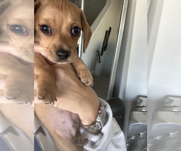 Medium Photo #8 Dachshund Puppy For Sale in SAN DIEGO, CA, USA