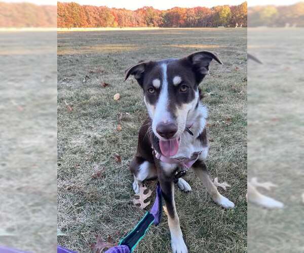 Medium Photo #4 Mutt Puppy For Sale in Woodbury, NY, USA