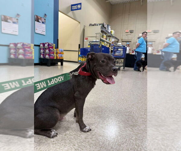 Medium Photo #14 American Pit Bull Terrier-American Staffordshire Terrier Mix Puppy For Sale in Wenonah, NJ, USA