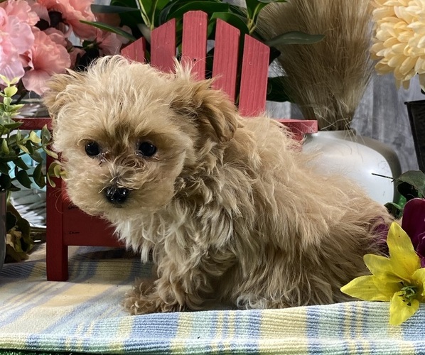 Medium Photo #2 Maltipoo (Toy) Puppy For Sale in CANOGA, NY, USA