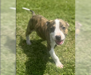 American Pit Bull Terrier-American Staffordshire Terrier Mix Dogs for adoption in Frankenmuth, MI, USA