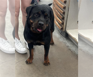 Rottweiler Dogs for adoption in Hillsboro, NH, USA