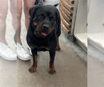 Small Rottweiler