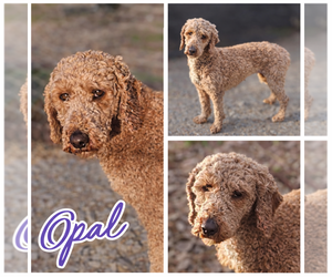 Poodle (Miniature) Dogs for adoption in Blacksburg, SC, USA