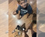 Small #8 Rat Terrier Mix