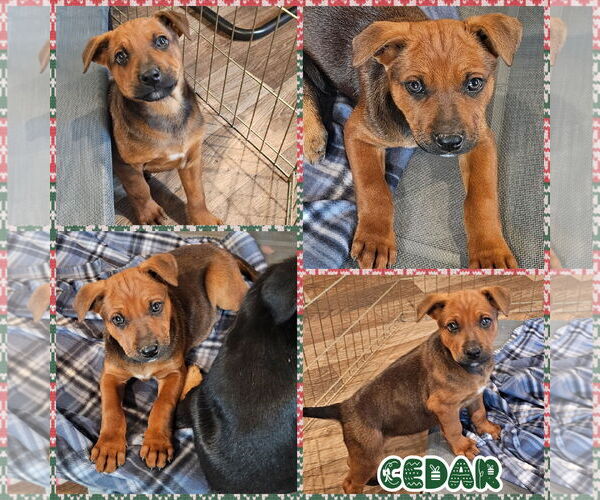 Medium Photo #1 German Shepherd Dog-Unknown Mix Puppy For Sale in Blacksburg, SC, USA