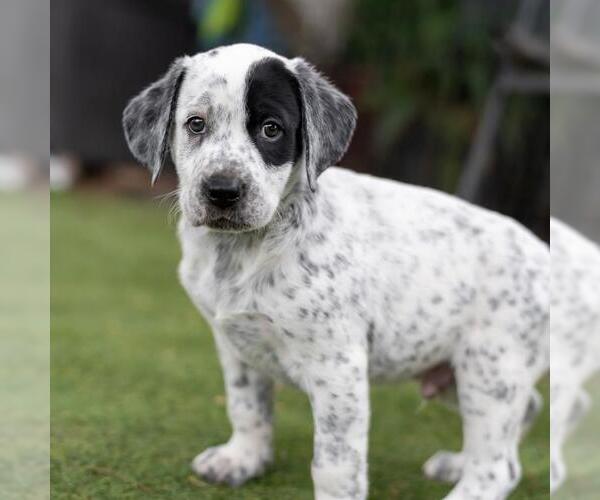 Medium Photo #3 Dalmatian-Labrador Retriever Mix Puppy For Sale in San Diego, CA, USA